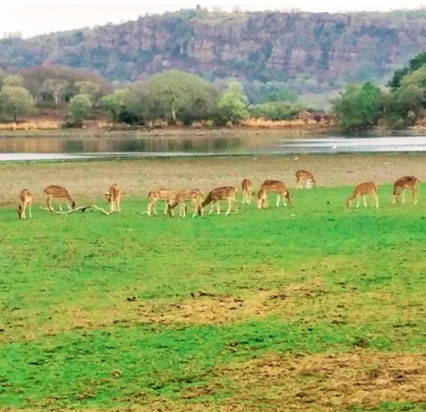 Wild life Travel diaries … by Harsevak